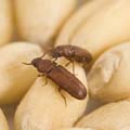 Johnson Group Stored Food Beetle Control