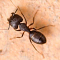 Johnson Group Ant Control