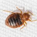 Johnson Group Bed Bug Control