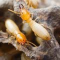 +Green Pest Management Termite Control