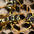 Johnson Group Wasp Control