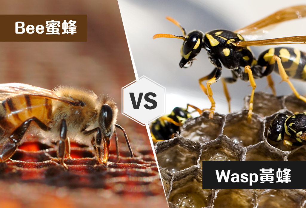 Johnson Group Save Local Bee Conservation Program; The differences between bee & wasp