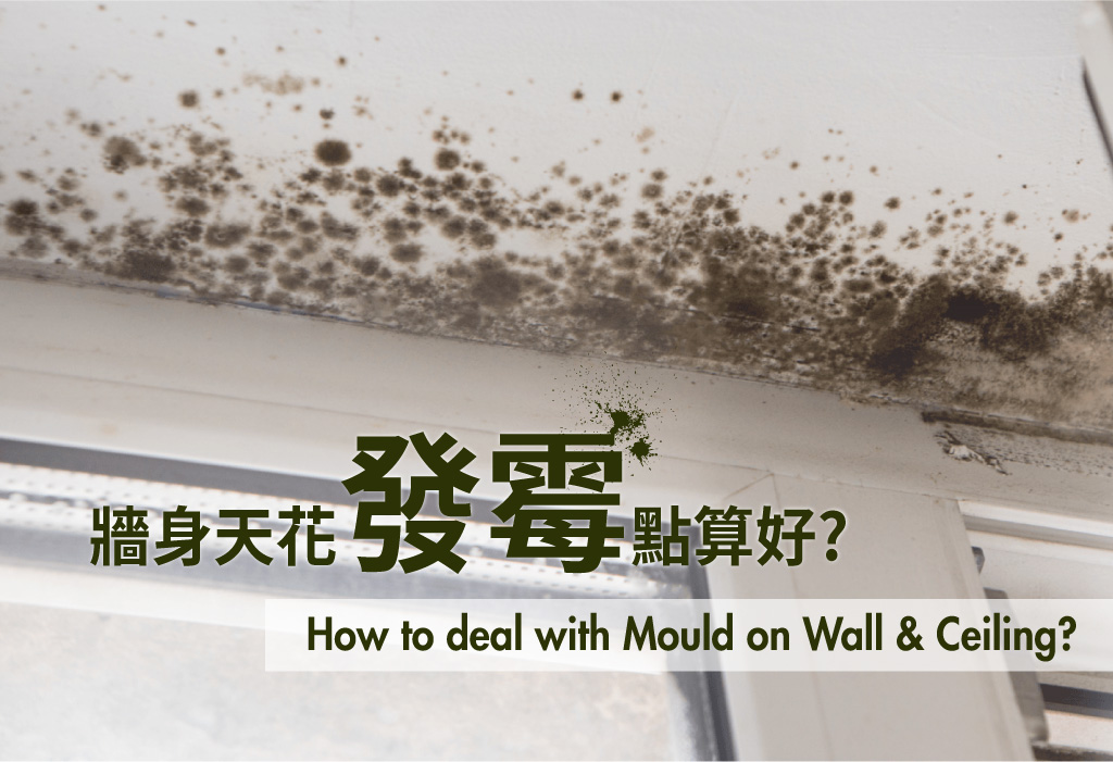 Johnson Group Mould Removal & Prevention Service